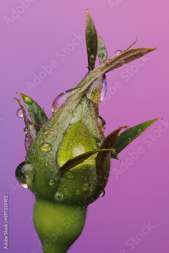 Rosebud in macro photography