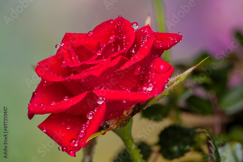 Rose in macro photography