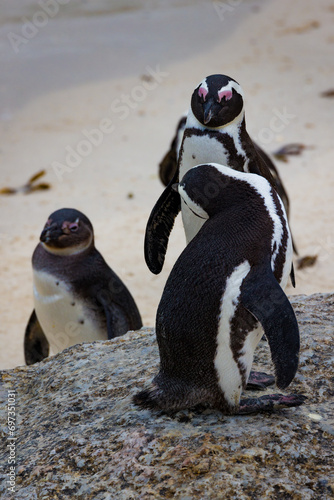 African penguin in Cape Town, South Africa