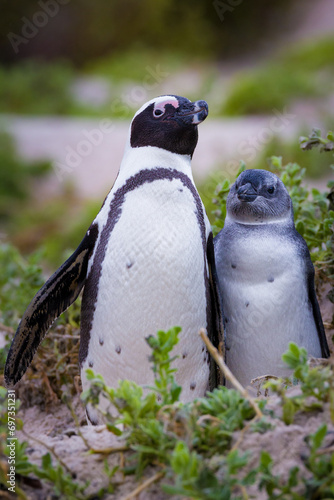 African penguin in Cape Town, South Africa