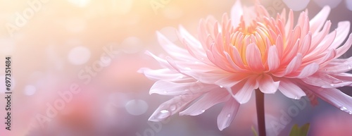 Beautiful flower photos with a blur effect behind them