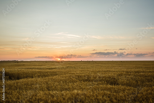 Large wheat field at sunset  golden wheat field