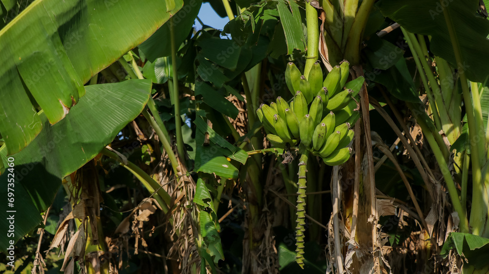 Obraz premium tree of green bananas
