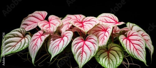 White-leaved  Caladium White Queen  plant featuring pink veins.
