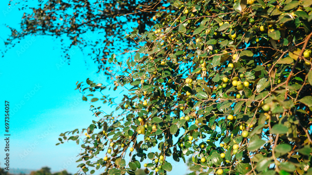 jujube wild fruits and plant jujube wild fruits and plant