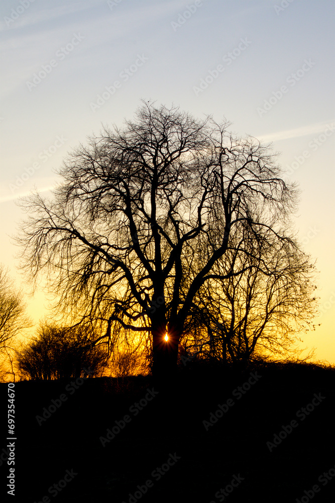 The sun sets in the tree so lovely The sun sets in the tree so lovely