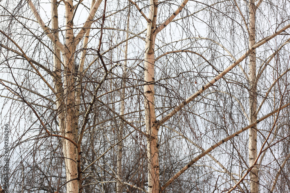 Beautiful birch trees in autumn Beautiful birch trees in autumn