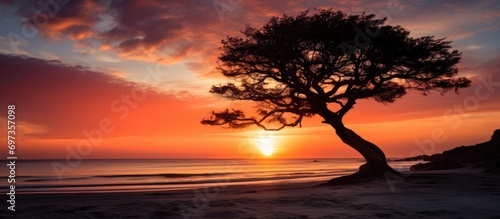 silhouetted tree at sunset on the beach