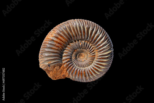 Fossil Ammonite from the Mesozoic Era 
