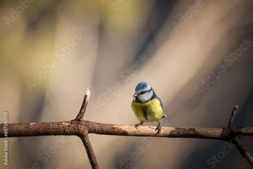 Blue tit, Parus caeruleus, single bird on branch