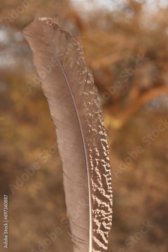 Colorless inner Feather of Peahen or peacock vertical in the bokeh blur 