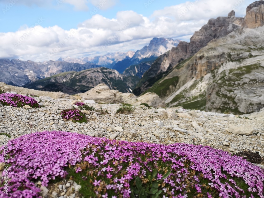 Alpine meadow with pink flowers in Dolomites, Italy