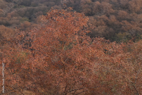 Brown orange trees of leopard rail  of Aravalli hills, desert trees photo