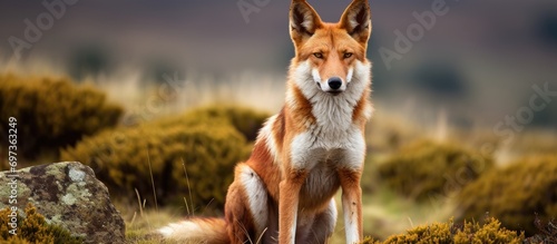 The Ethiopian wolf, also called Simien jackal, found in Bale Mountains National Park, Ethiopia.
