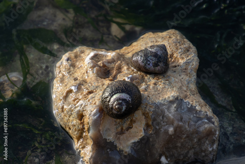 Lined top shells on a rock, also called Phorcus lineatus photo