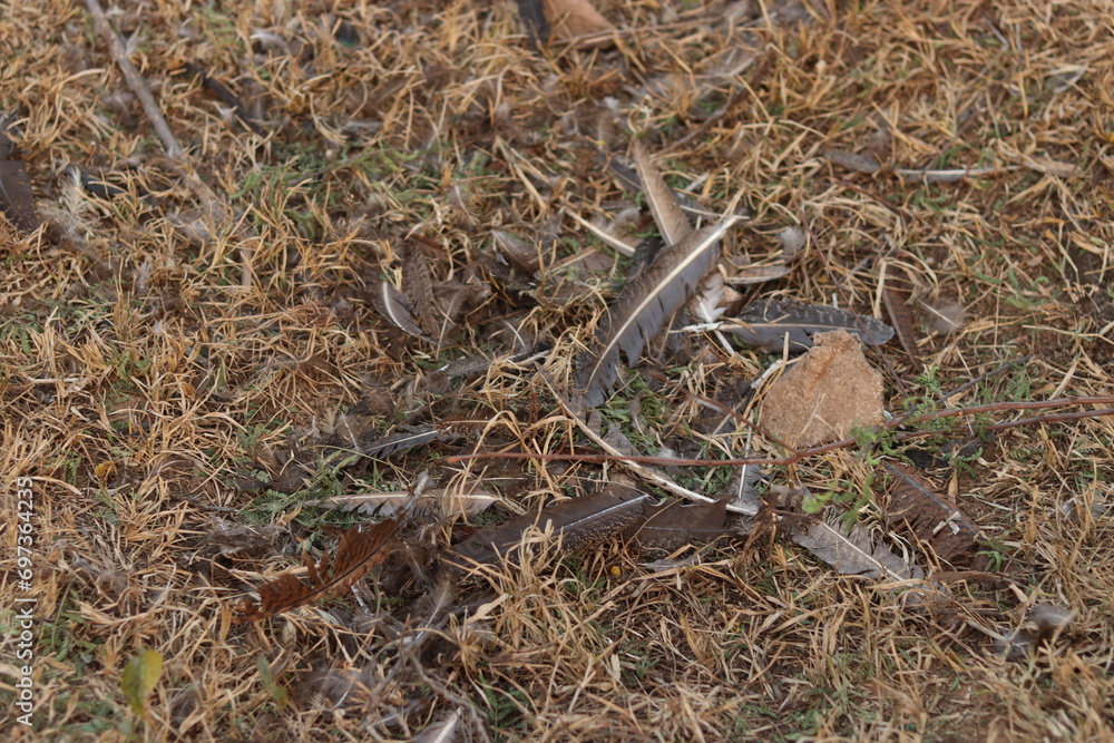 Naklejka premium Few Bunch of Feathers of birds wing fallen on dirty ground of mud and grass, closeup