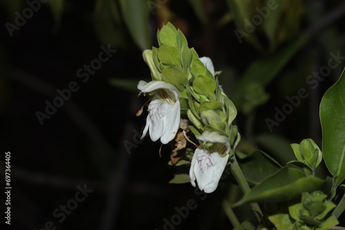 A green Plant of Justicia adhatoda vasica or malabar nut plant in selective focus and background blur, flash photo