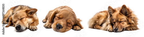 Collection of dog sleeping isolated on transparent or white background
