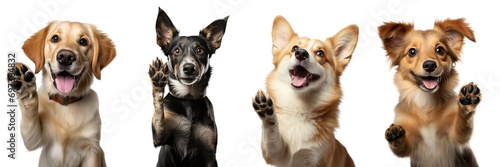 Collection of dogs giving high five isolated on white background photo