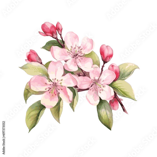 Apple tree blossom flower with leaves spring decor card watercolor paint on white background #697373032