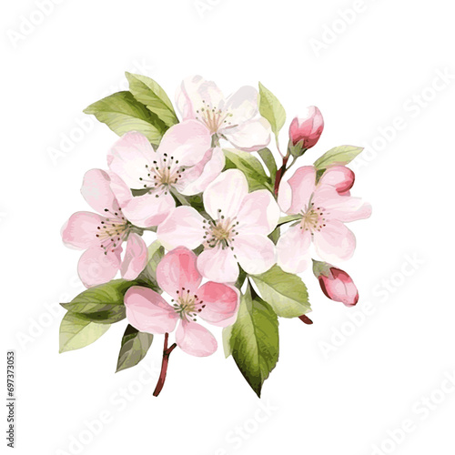 Apple tree blossom flower with leaves spring decor card watercolor paint on white background photo