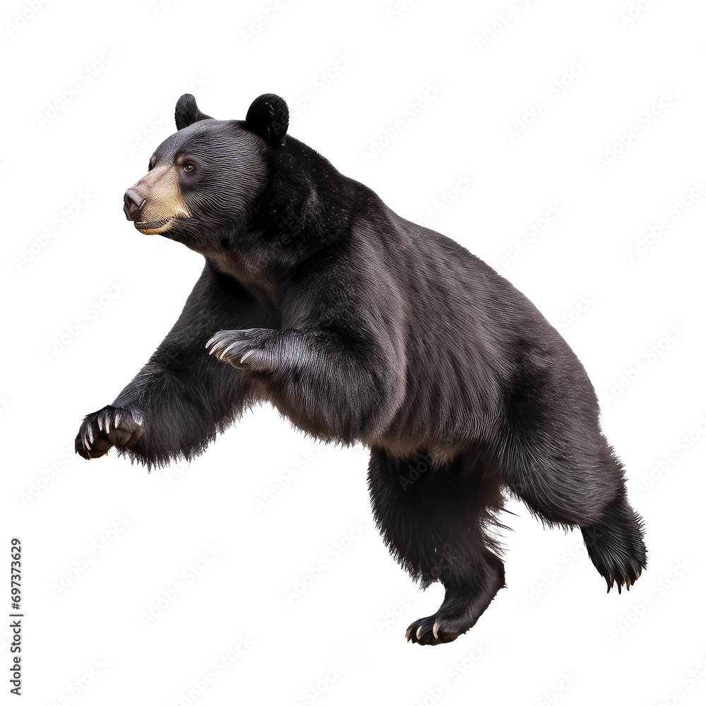 Fototapeta premium black bear isolated on white background
