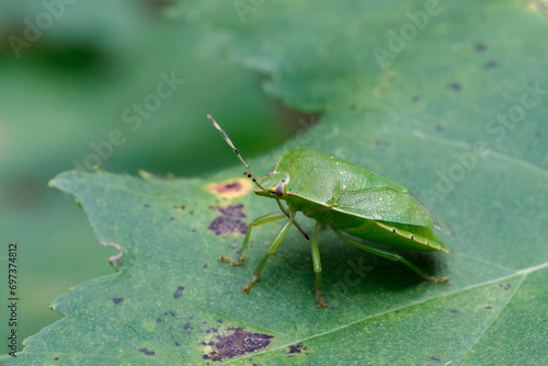 Green Stink Bug Perched on a Variegated Green Leaf in Nature