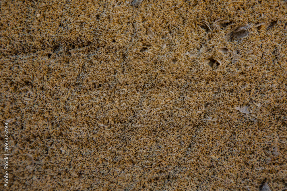 Shell brick texture, brown wall texture Shell brick texture, brown wall texture