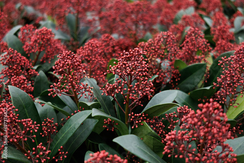 Red Skimmia Japonica Rubella plant in the garden, close-up, selective focus	
