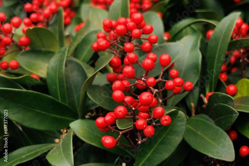 Skimmia japonica or Reevesiana in the garden