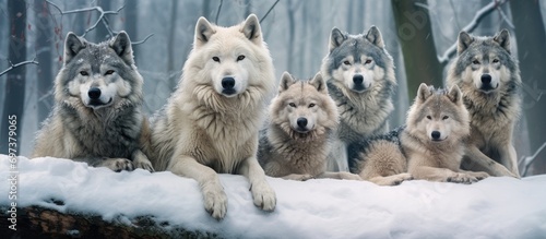 Gevaudan's wolves include Siberian wolf.