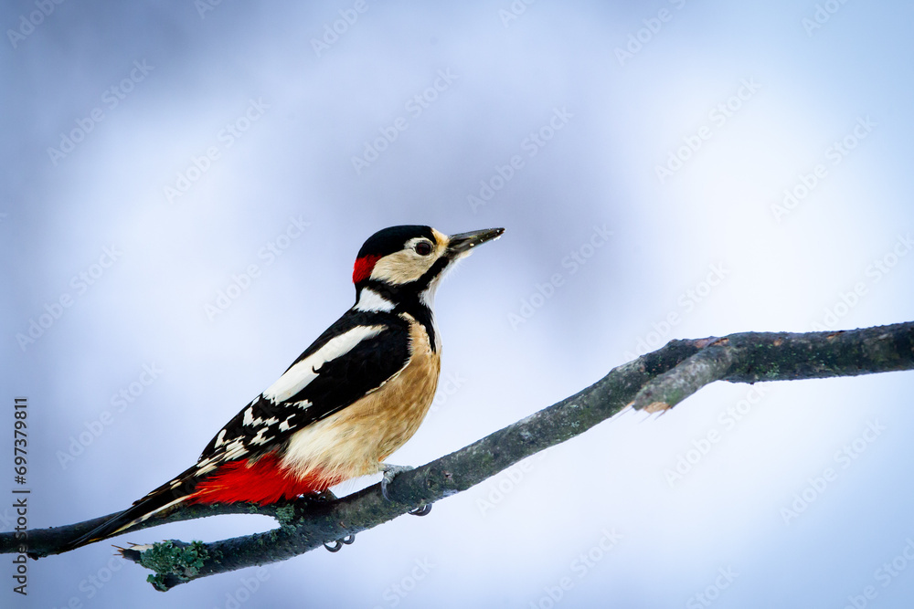 Naklejka premium Buntspecht