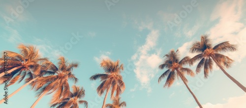 Looming palm trees gazing at the Miami sky. © TheWaterMeloonProjec