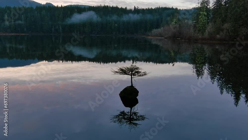 Bonsai Tree in Fairy Lake. Canadian Nature Landscape Background. Sunrise. Juan de Fuca, Port Renfrew, BC, Canada photo