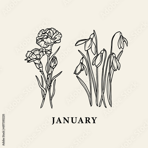 Line art carnation and snowdrop. January birth month flowers