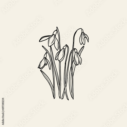 Hand drawn snowdrop flowers illustration