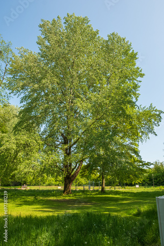 Populus x canadensis Robusta Holzpappel photo
