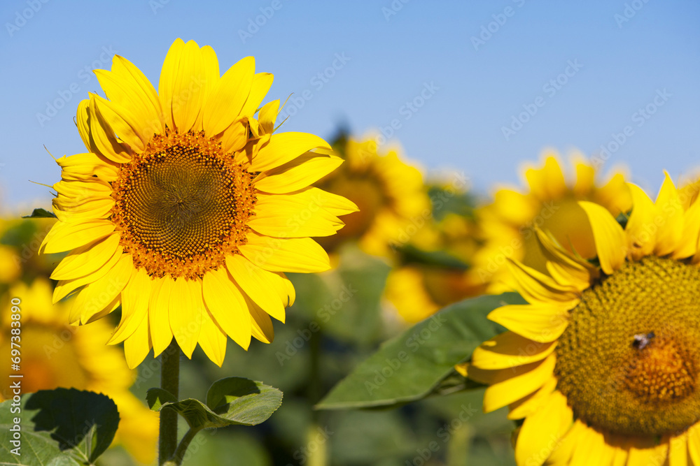 Fototapeta premium big bright yellow sunflower in the field. Large flowers of a sunflower in the sunlight. Yellow flowers on a farm field. Agriculture concept, organic products, good harvest. Growing seeds for oil.