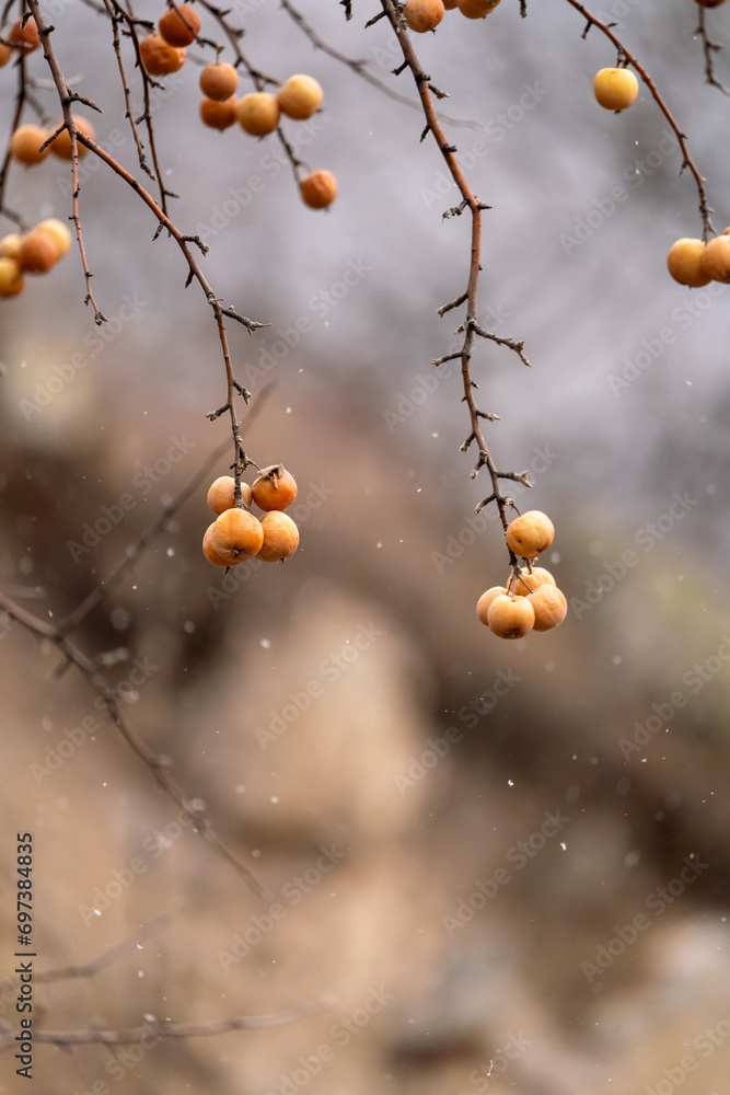 wild Apple three in the mountains wild Apple three in the mountains