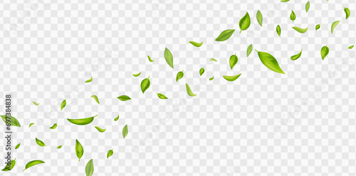 Green leaves banner. Herbal vegetarian. Organic, eco, vegan, design. Leaf falling on white background. Beauty product. Fresh mint. Foliage ornament. Fresh tea. Cosmetic frame. Vector illustration