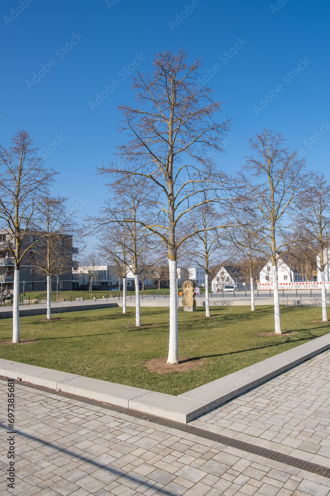 Fototapeta premium Tilia tomentosa Silber-Linde Habitus Winter unbelaubt