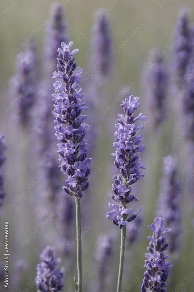 Violet lavender field. Lavanda purple flowers beautiful sunshine blooming in a garden, Latvia