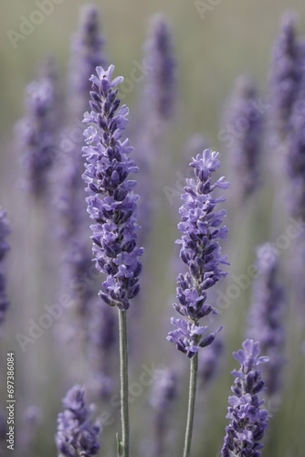 Violet lavender field. Lavanda purple flowers beautiful sunshine blooming in a garden  Latvia