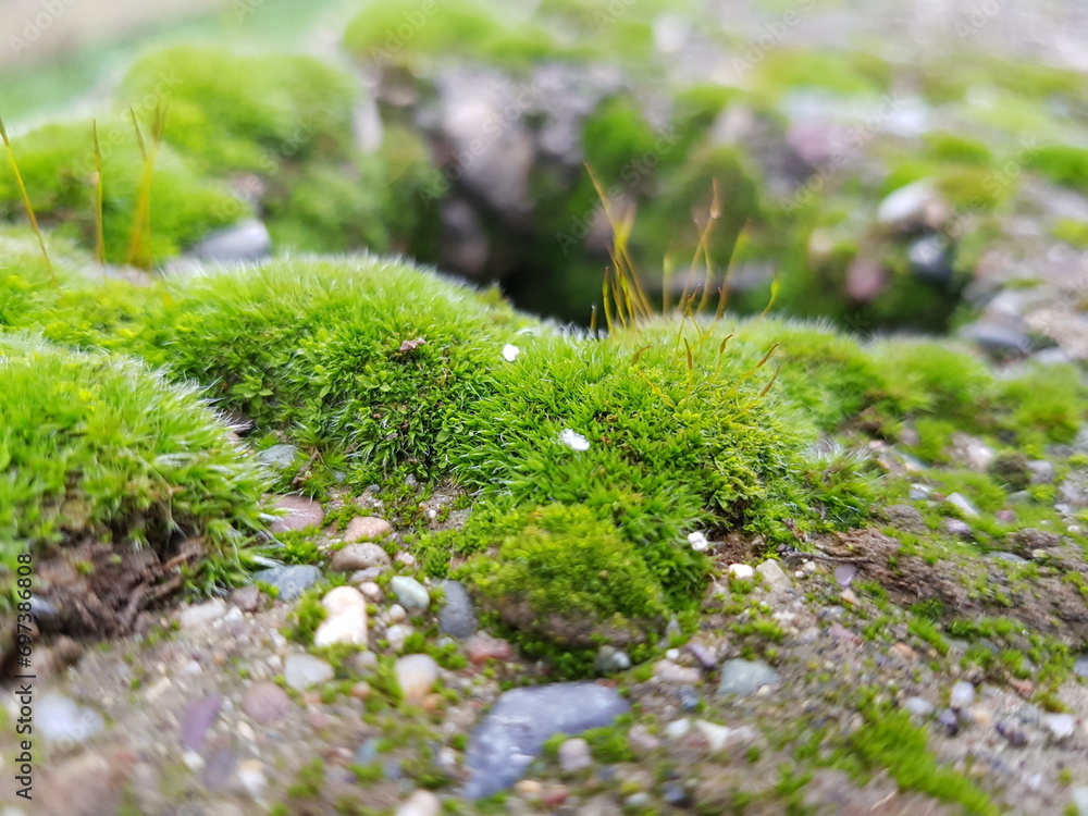 moss on the stone