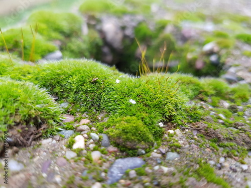 moss on the stone