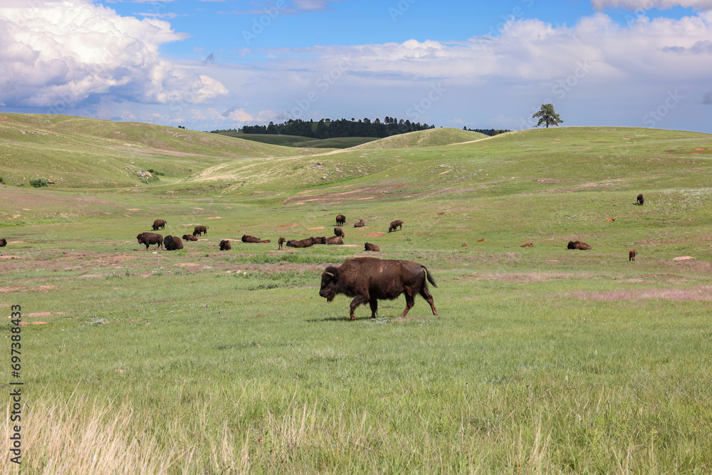 Wild bisons grazing on the prairie in Wind Cave National Park, Hot Springs, South Dakota 