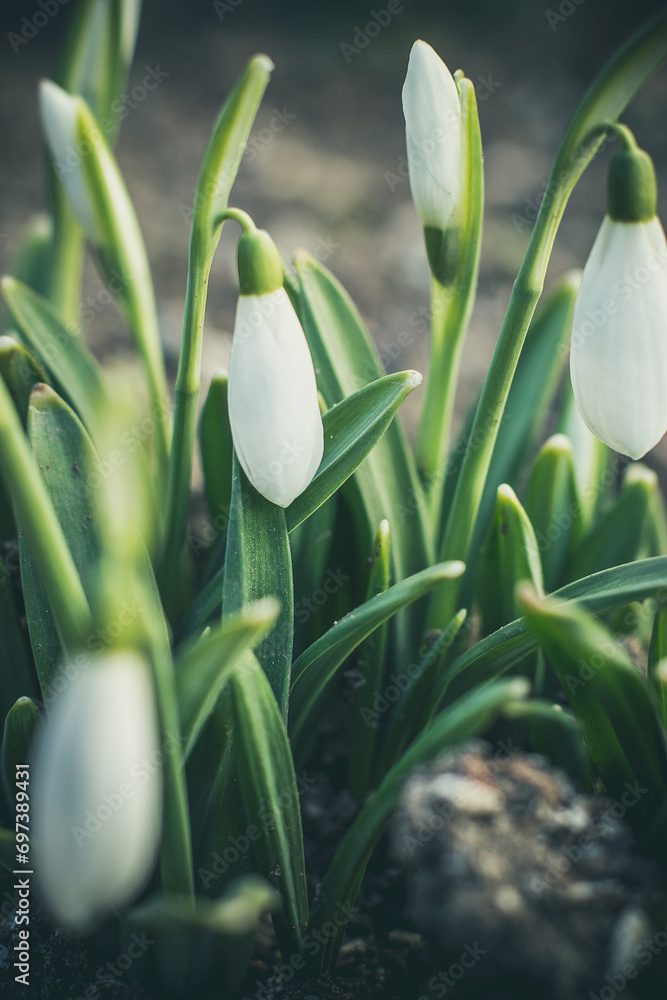 First snowdrops in the snow, beautiful snowdrops in spring First snowdrops in the snow, beautiful snowdrops in spring