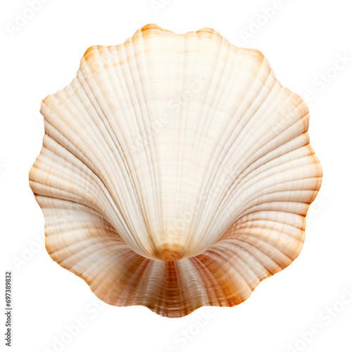 The shell is carved on a white or transparent background. Seashell collecting concept. A design element to insert into a project. © AGSOL