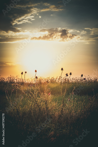 Beautiful wild flowers at sunset © Anton