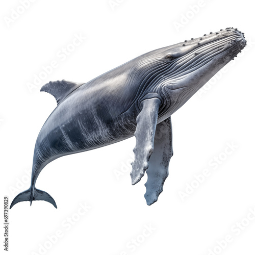 Large humpback whale on a transparent background. Image of a huge blue-gray swimming whale, side view. Elements of the underwater world on a white background, for insertion into a design or project.